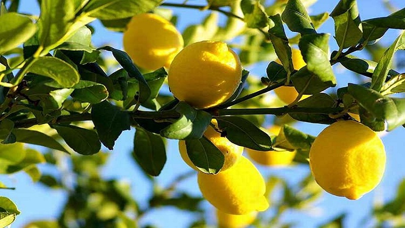 Everything about lemon - is it a vegetable, berry or fruit