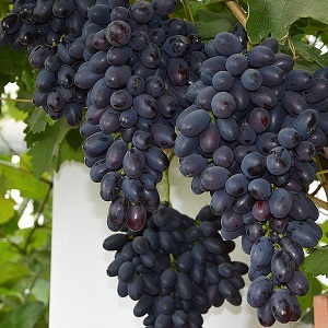 An early Moldovan grape variety Codreanca with large, tasty berries