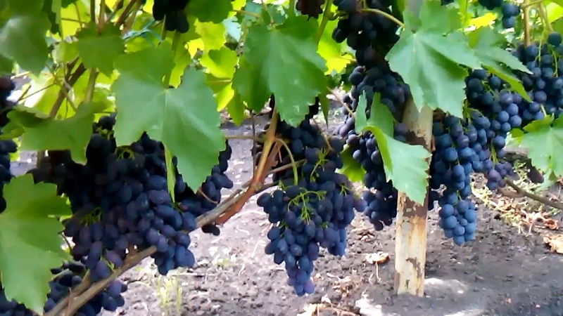 Variety of dark grape varieties
