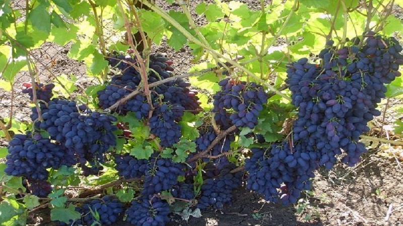 An early Moldovan grape variety Codreanca with large, tasty berries