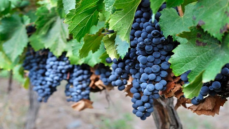 The famous Malbec wine grape