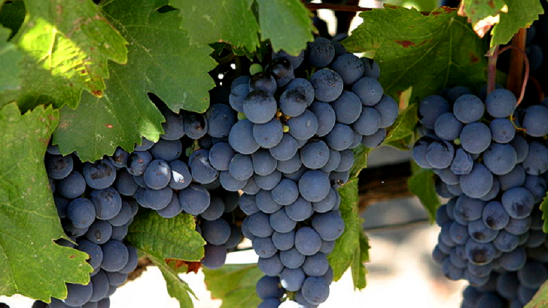 The famous Malbec wine grape