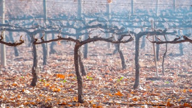 Famous low-calorie Tempranillo grape