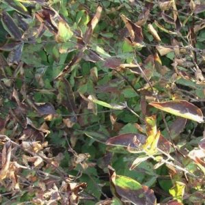 What to do if rust appears on the leaves of honeysuckle and how to treat it