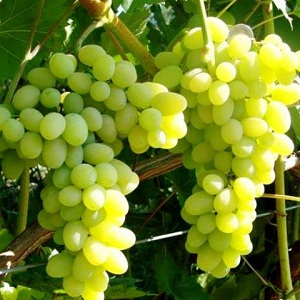 Laura grape variety, included in the top of the most fruitful and delicious