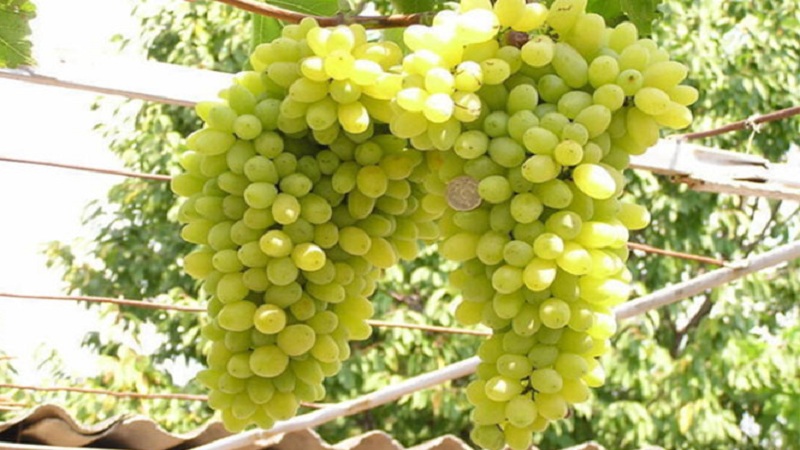 What grape varieties are suitable for Crimea