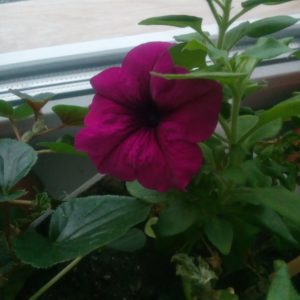 Summer petunia cuttings guide for beginner florists