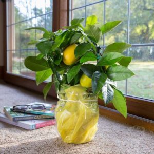 Why is Panderosa lemon good and why it is worth growing