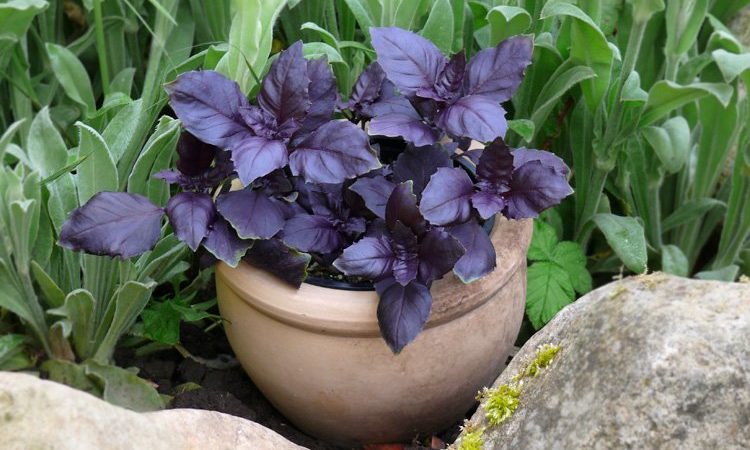 Purple basil - benefits and harms