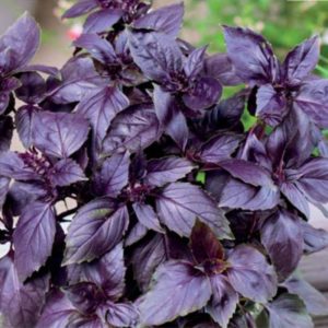 Review of the Ararat purple basil vegetable variety