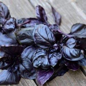 The variety of varieties of basil: description and characteristics of varieties