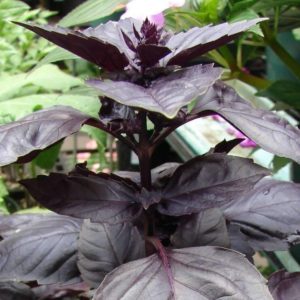 Review of the Ararat purple basil vegetable variety