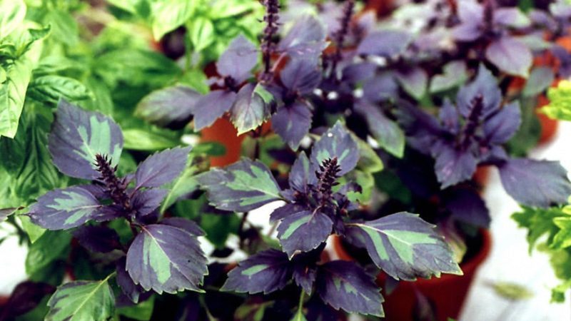 Review of the Ararat purple basil vegetable variety