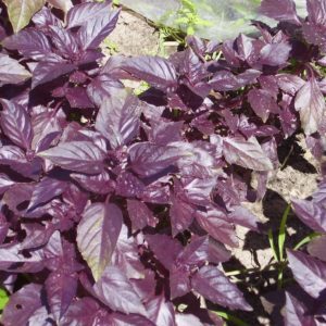 Characteristics and description of the Opal basil variety and reviews of those who grew it