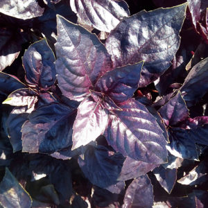Fast growing Rosie basil with excellent taste and aroma
