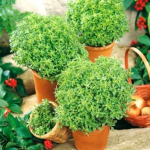 A fragrant variety of basil Basilisk for pickles and fresh salads