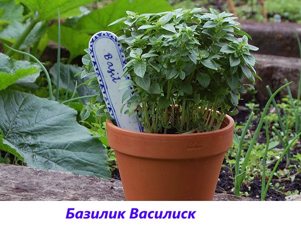 A fragrant variety of basil Basilisk for pickles and fresh salads
