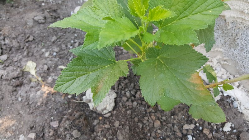 Diseases and pests of currants, ways to combat them, preventive measures
