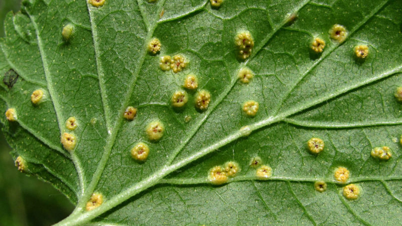 Diseases and pests of currants, ways to combat them, preventive measures