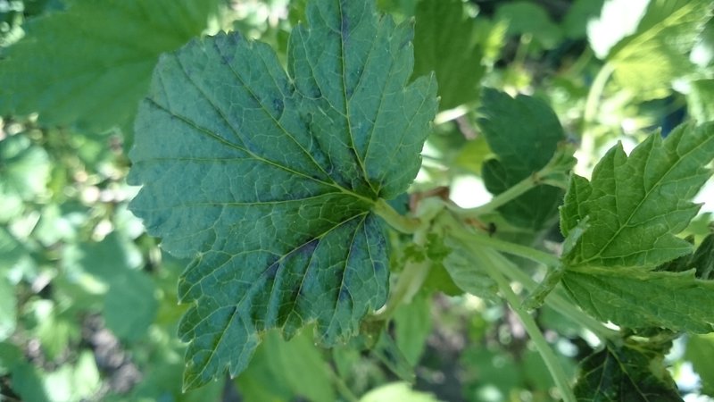Diseases and pests of currants, ways to combat them, preventive measures