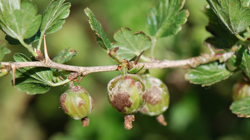 Gooseberry diseases and their treatment