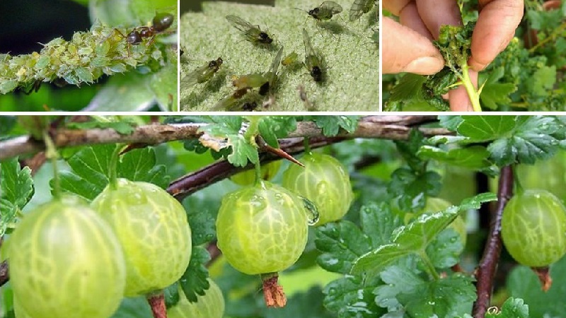 Gooseberry diseases and their treatment