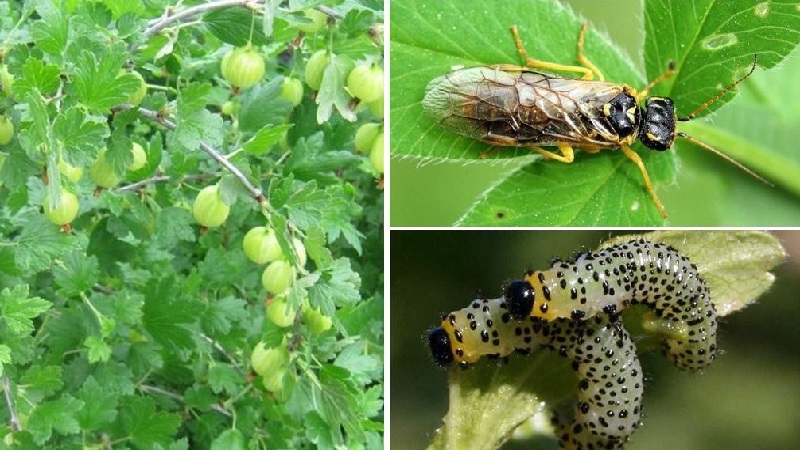 Why do gooseberry leaves fall and how to deal with it