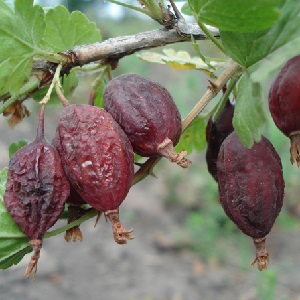 Gooseberry diseases and their treatment