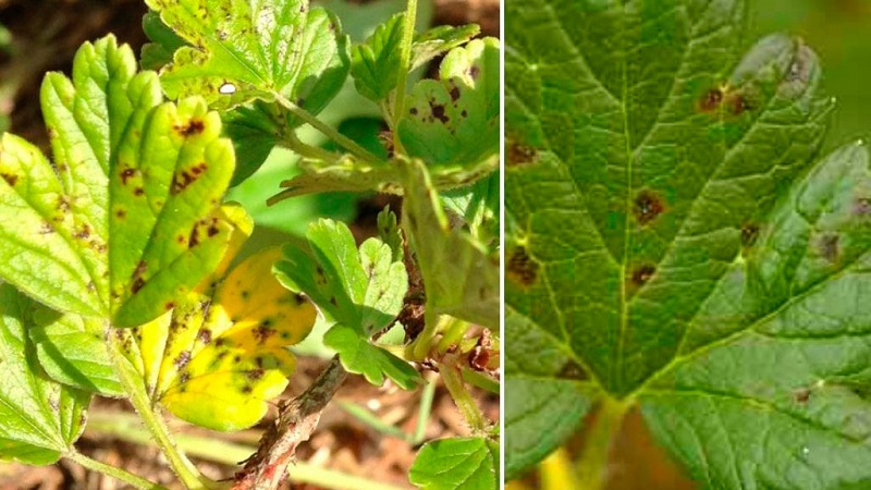Gooseberry diseases and their treatment