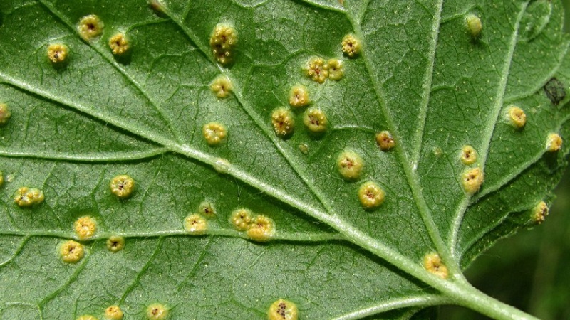 Gooseberry diseases and their treatment
