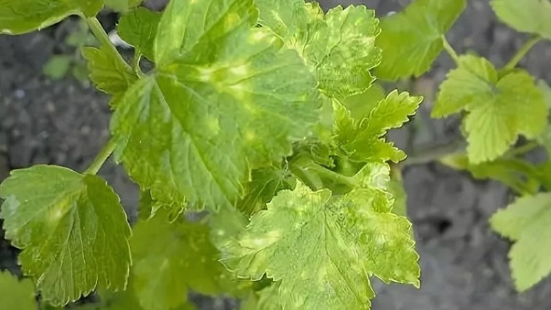 Gooseberry diseases and their treatment