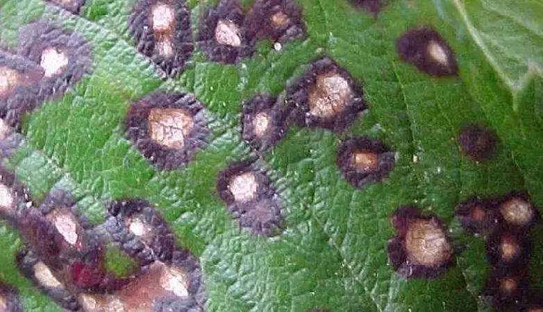 Gooseberry diseases and their treatment