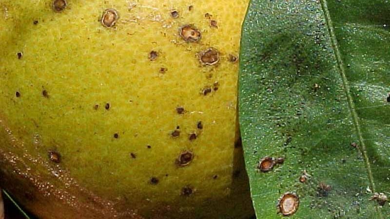 How to save tangerines from worms and disease