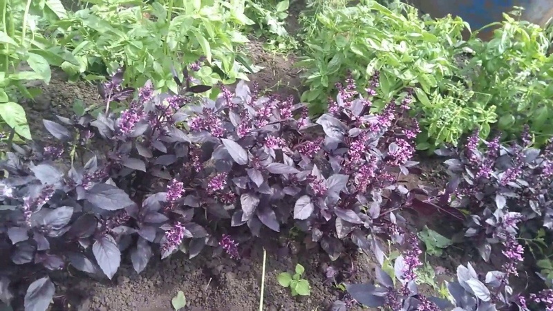 Fast growing Rosie basil with excellent taste and aroma