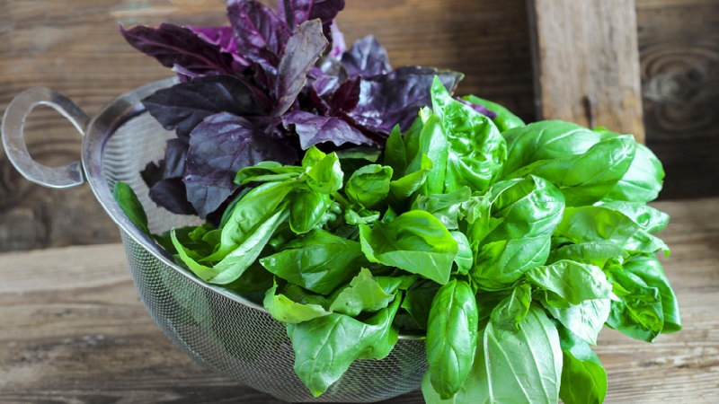 Why is basil tea useful and what recipes are the most delicious