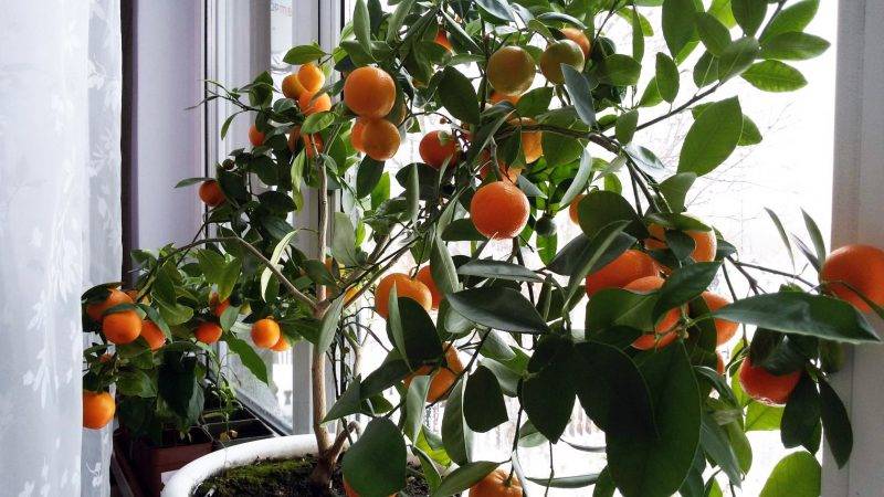 The best food for the tangerine tree at home