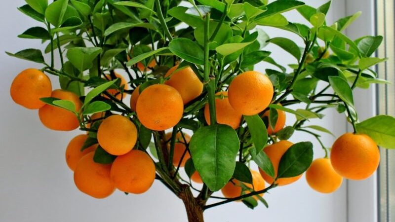 The best food for the tangerine tree at home