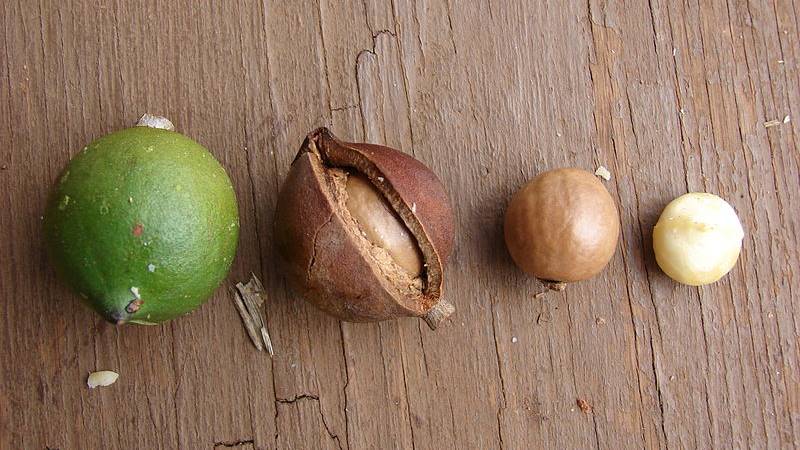How is macadamia nut good for the body?