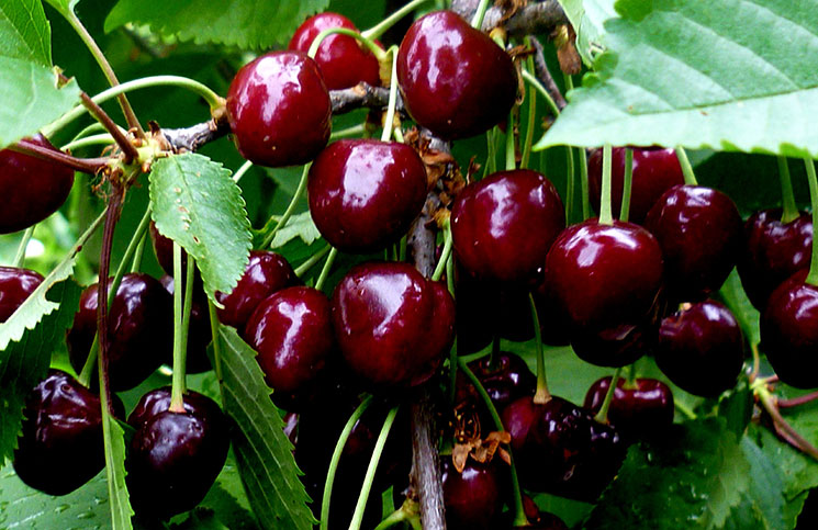 Top best cherry varieties for Central Russia