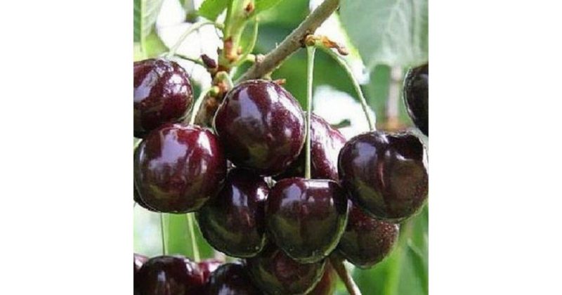 The Iput cherry variety adored by many gardeners