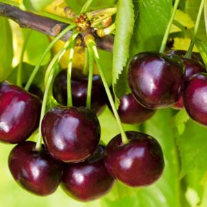 The Iput cherry variety adored by many gardeners