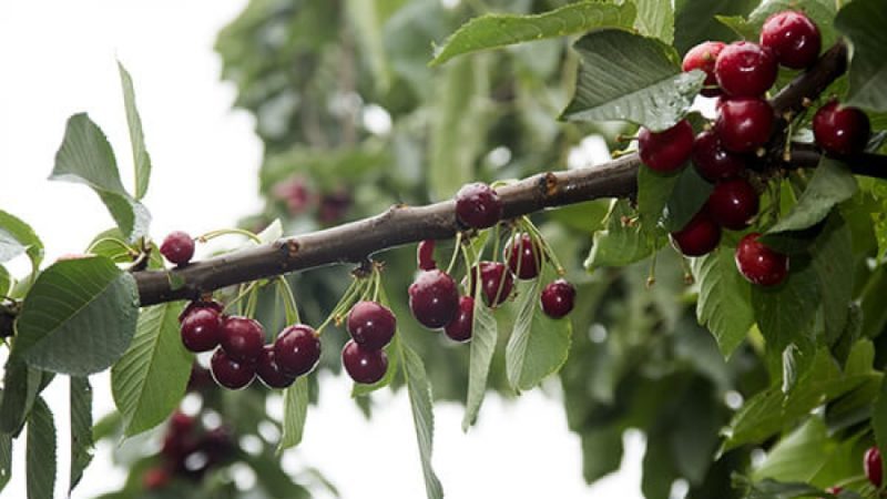 The Iput cherry variety adored by many gardeners