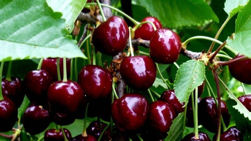 The Iput cherry variety adored by many gardeners