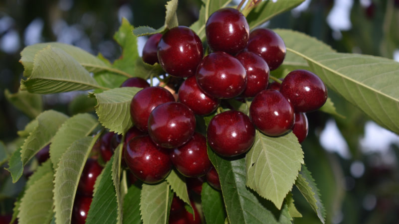 The Iput cherry variety adored by many gardeners