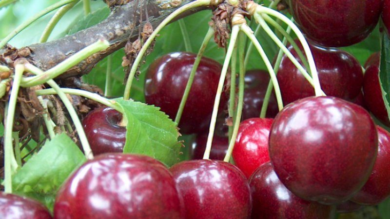 Yielding and disease-resistant cherry cultivar Regina