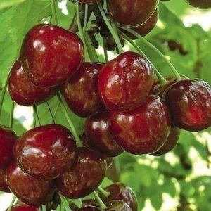 Yielding and disease-resistant cherry cultivar Regina