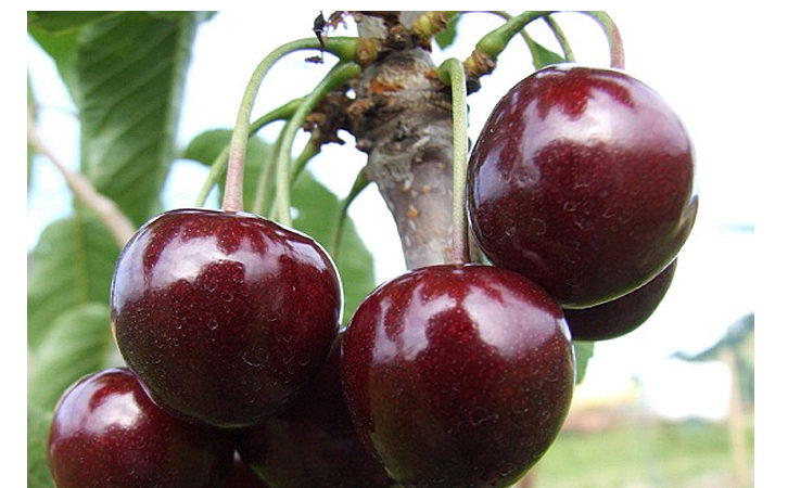 The best varieties of cherries for the Moscow Region and other regions of the Russian Federation