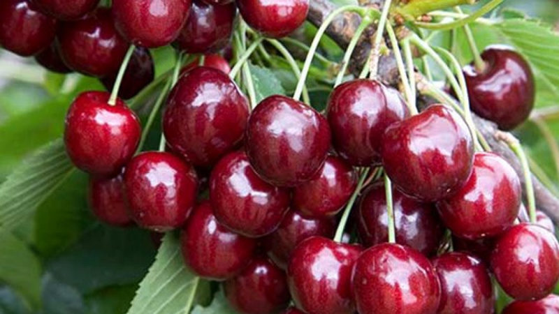 Yielding and disease-resistant cherry cultivar Regina