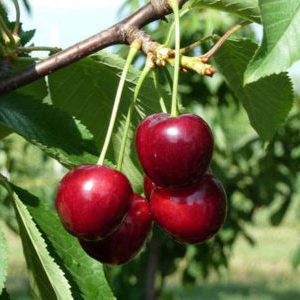 Yielding and disease-resistant cherry cultivar Regina