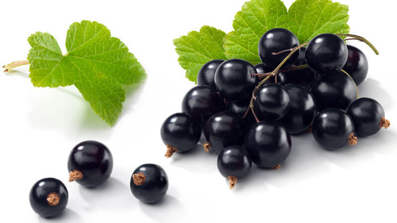 Black currant for weight loss